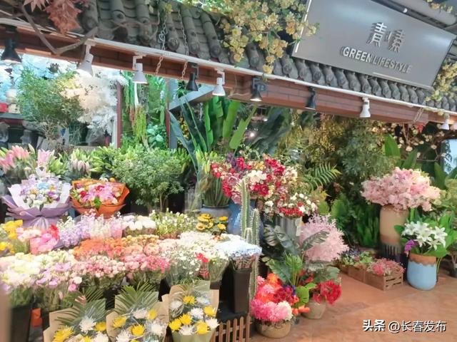 走进长春!150个网红打卡地之青怡坊花鸟鱼综合市场