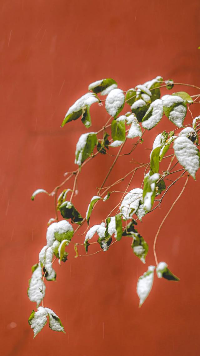 河北衡水:2025年首次降雪,臻园雪景绝绝子!