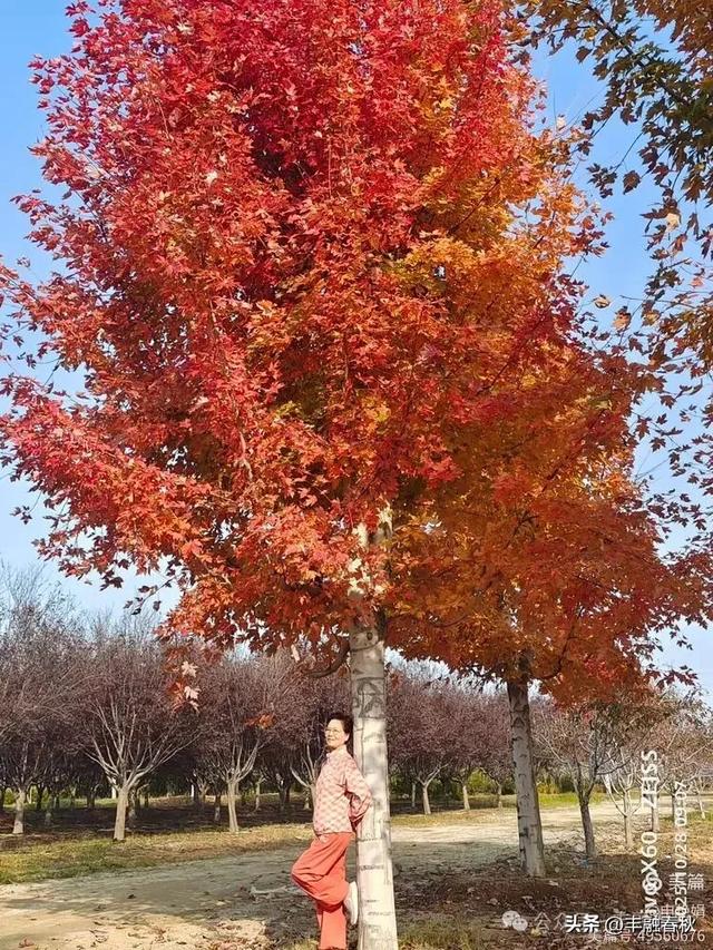 丹枫映秋,枫彩满楼|申艳娟