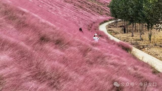 网红打卡点！龙口两处“粉色云海”，不少人跑去耍！错过再等一年