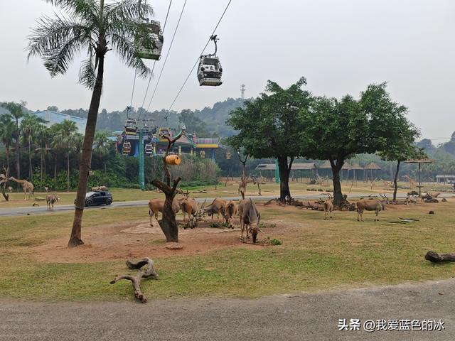 参观广州长隆野生动物园，全程感觉眼累手累腿不累