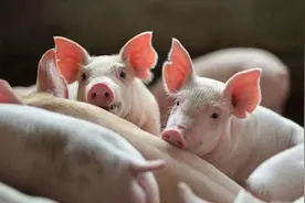 “全球猪王”是牧原，排名第二也是中国企业，母猪存栏量157万头图片