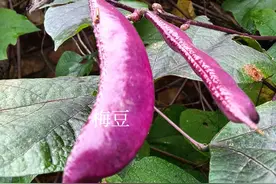 家里吃不完的东西，千万不要随便送人了！图片