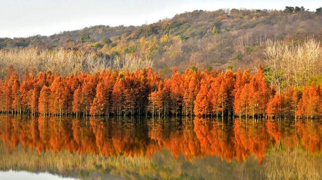 高铁1h！比西安秀美！这座千年古都秋色绝了！高光仅20天！