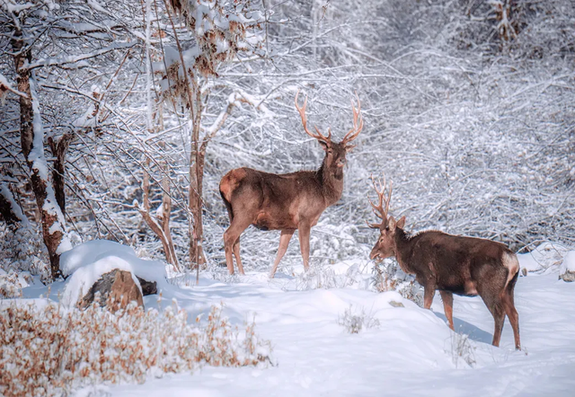 【雪景预告】看雪不必出远门！雅安的冬天超超超美！