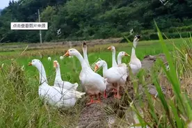 鹅拉黑色稀粪什么原因怎么办禽医刘帆谈图片