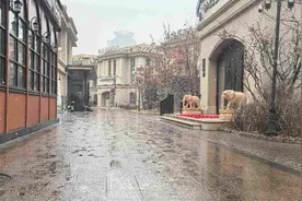 个别乡镇有暴雪！黑龙江多地近三天有雪有雨还有风图片