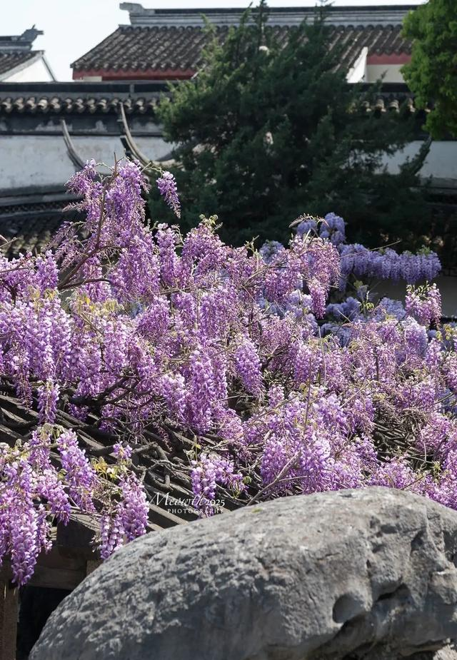 绝美暴击！苏州紫藤开疯了，浪漫值拉满