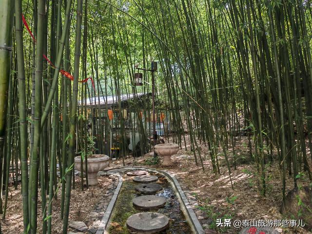 泰安：它是泰山“北大门”，田园风光让人陶醉，有株800年板栗树