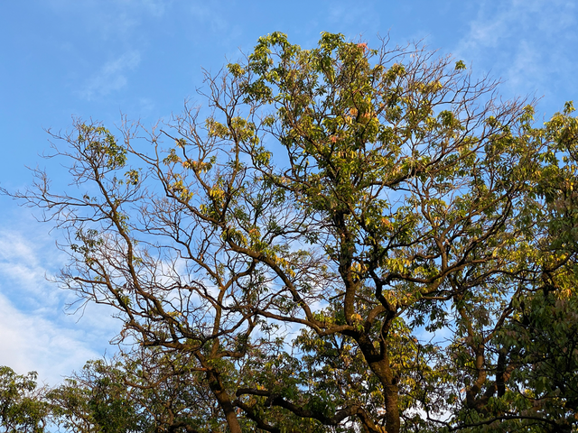 麒麟山真理公园1：这里的美景惊艳整个黄埔，你来过这里吗？