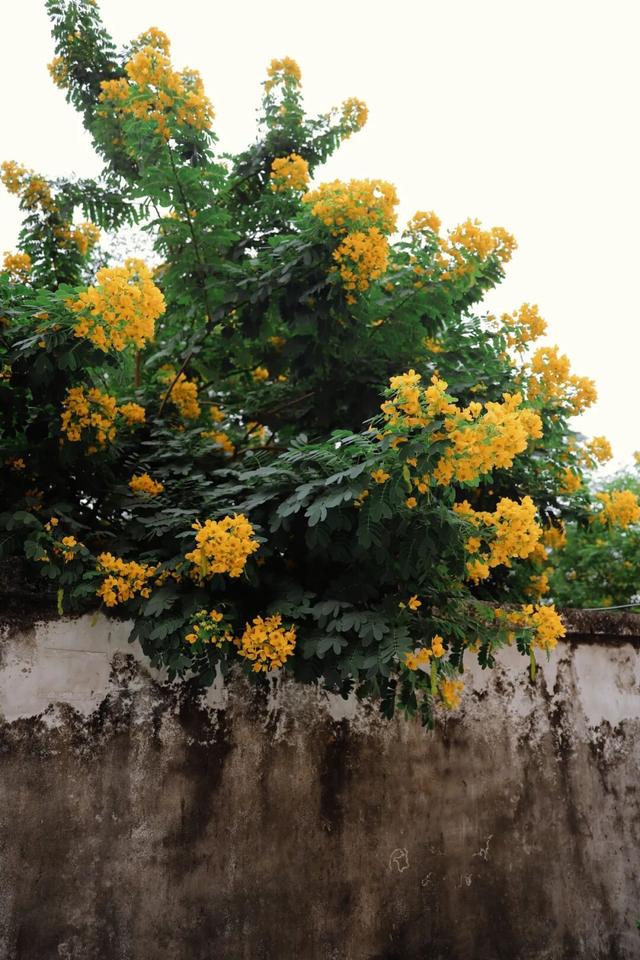 秋意浓，花开正艳！这周末，来东莞万江赏花秋游吧！