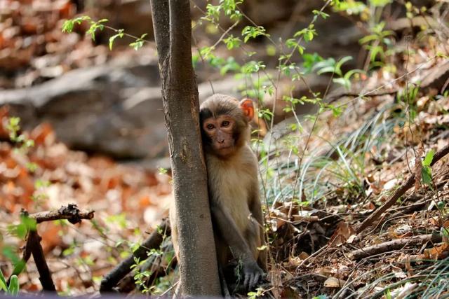 秋日必冲！千年银杏+层林秋景，还有《智取华山》取景地