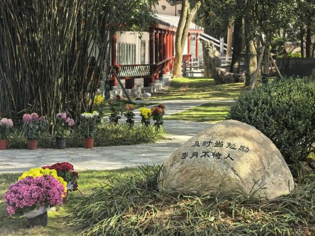 太美了！九江人私藏的赏菊地，错过等一年