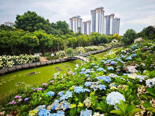 昆明绣球花界的莫奈花园——潘祥记梦橙花园密境