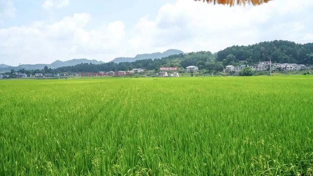 出游 │ 夏日邀您去海龙“虚度光阴”