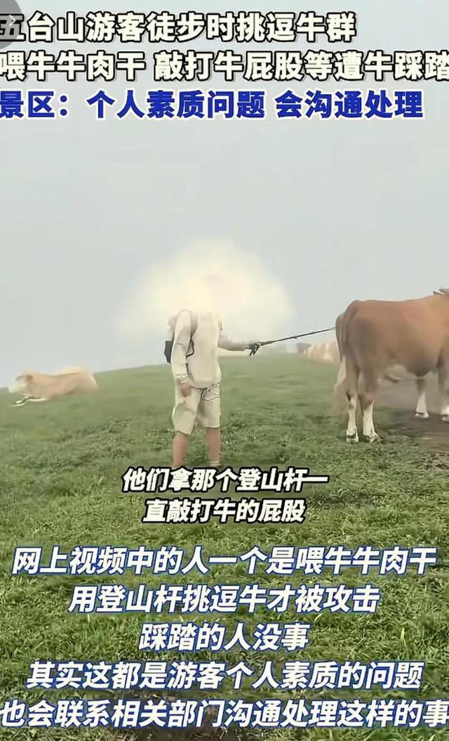 五台山牛群围攻踩踏游客，景区拒绝赔偿，画面流出，网友怒斥活该