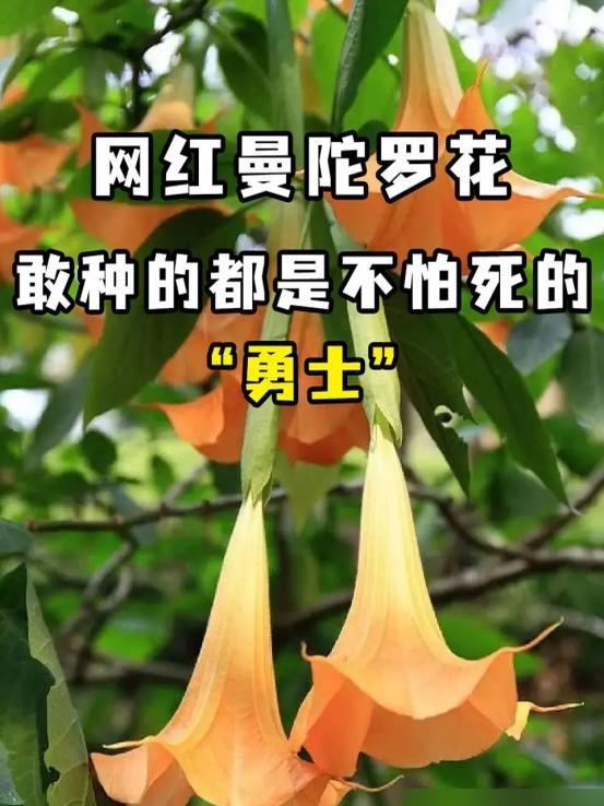 阴花不能进阳宅！这5种花“打死”也不养，家里若有？快挪走!