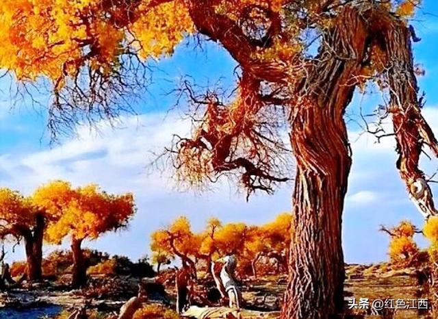 三千年的守望，赴一场大漠金辉之约