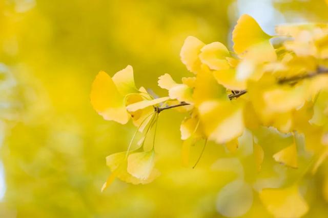 未央之秋，共赴一场金色约会