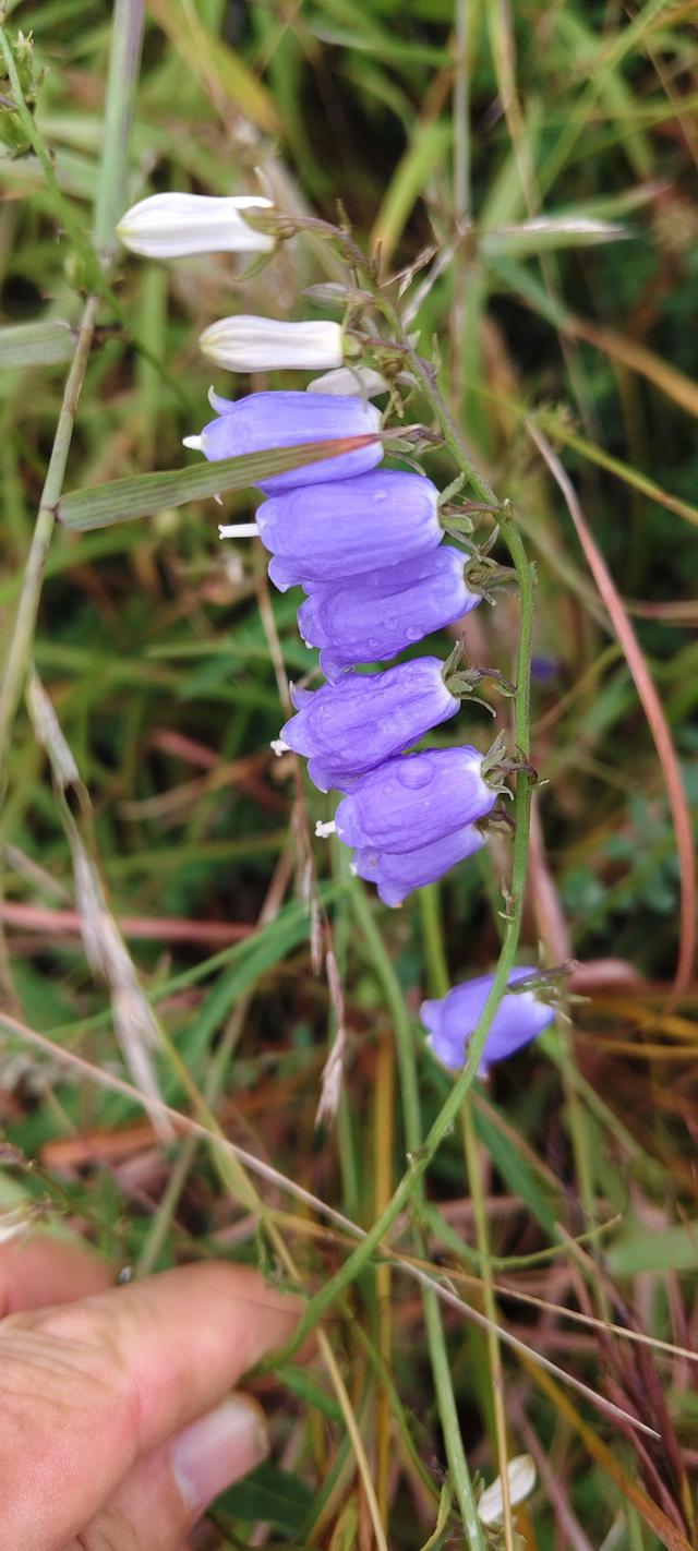 淄川龙湾峪苍龙峡一日游