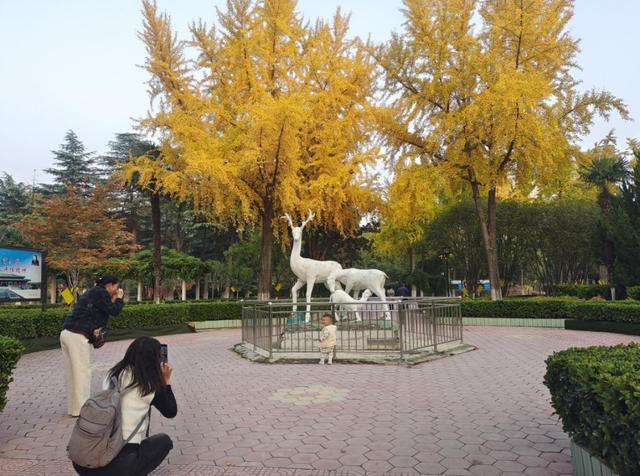 秋叶入画染长街！漯河城区盛景尽显生态向好，园林养护中心精细防治