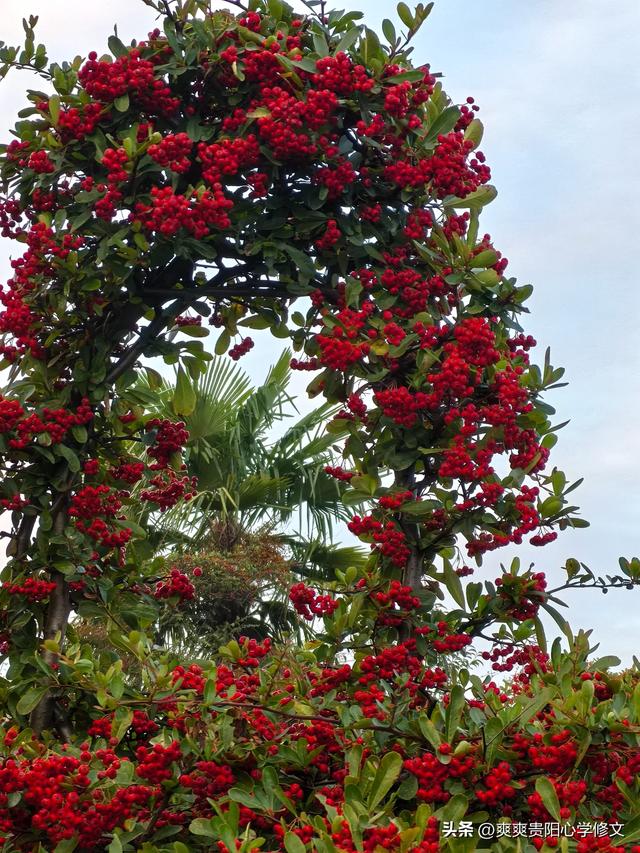 冬日里 修文县白虎山山体公园已换上五彩盛装