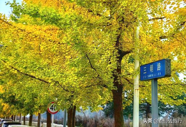 成都彭州被低估的场镇，3公里银杏长廊超级壮观，公交车直达！