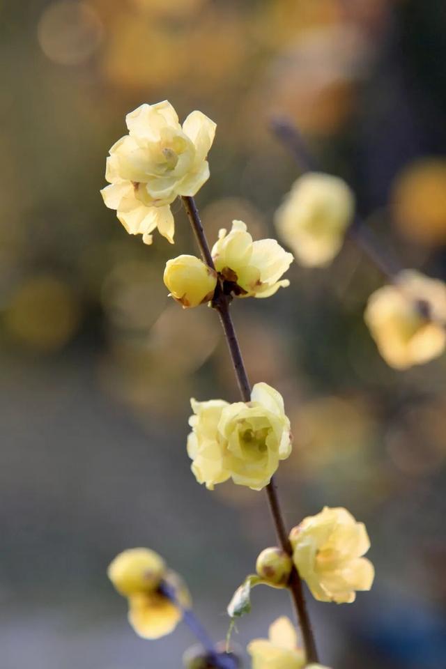 本周开园，这些人可免费！很多武汉市民等了一年——