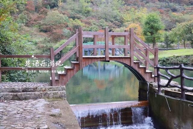 宁波余姚的夫妻银杏又火了，树边的溪上休闲空间超美，好拍又好玩