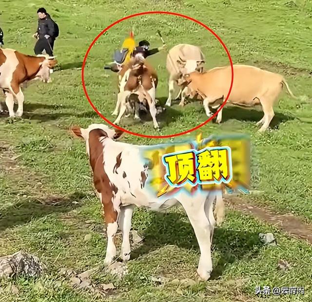 游客徒步遭牛群踩踏后续：景区回应，真相曝光后，网友直呼太活该