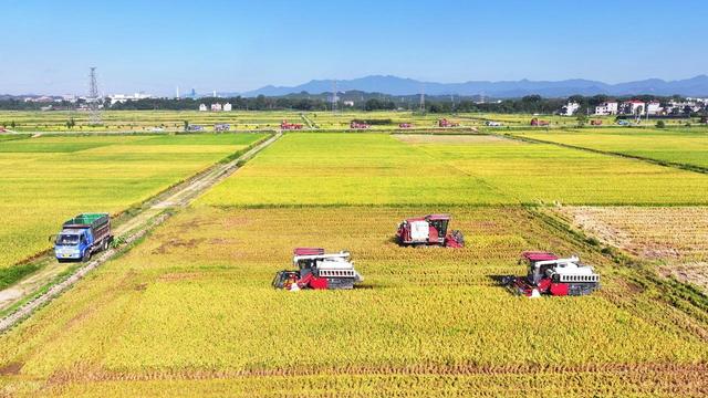 中央定调：10月1日起，农村基本农田将迎来新禁令	，涉及家家户户