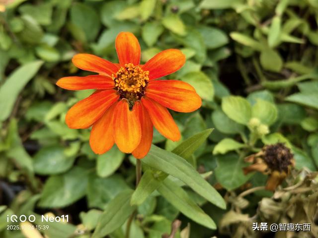 2K屏同档高配！ 双芯iQOO Neo11电竞手机初体验