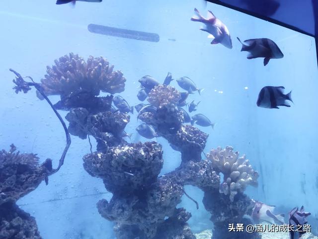 最新天津极地海洋馆一日游攻略——亲测实用!所有演出都可看完!