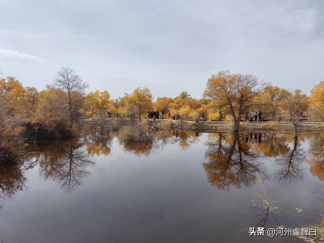 金塔胡杨林