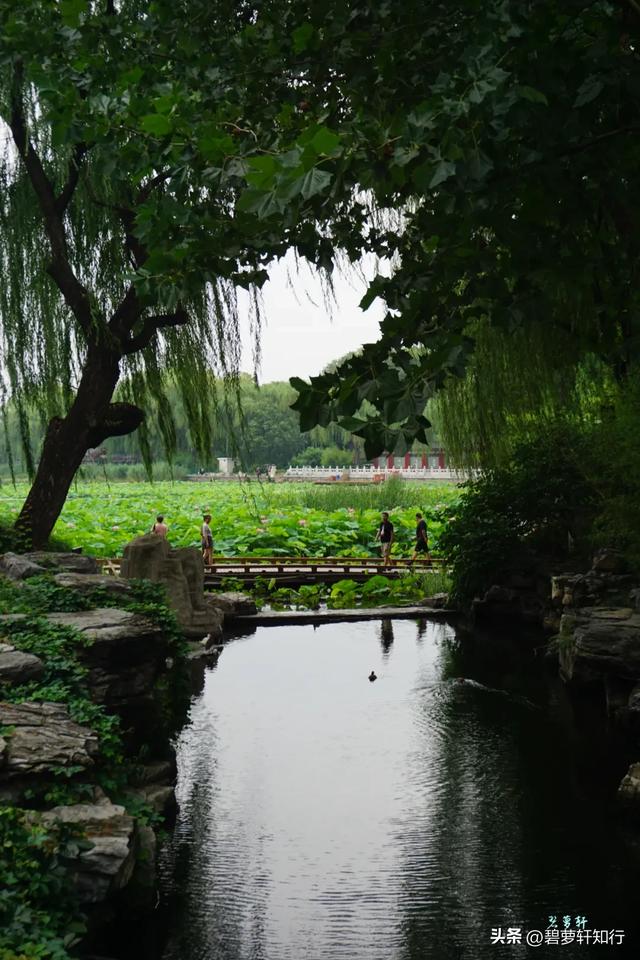 北京什刹海西海湿地公园：人少景美的赏荷胜地，还有一座美术馆