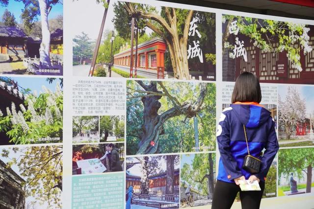 古树年轮里的故事，石景山等您来赴约