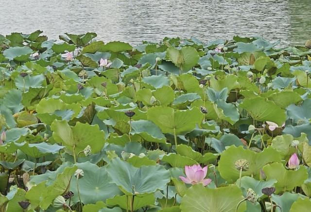 罗湖双园连通新玩法：推娃赏荷不费妈，这条道实测过的都夸！