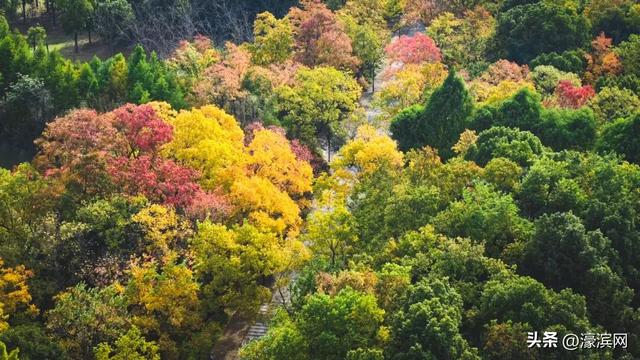 秋色“进度条”加载中，狼山森林公园赏秋点等你来打卡→