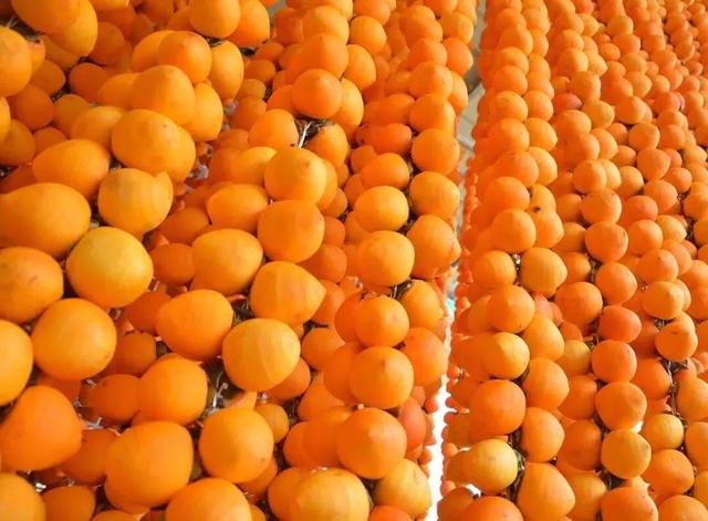 柴桑区新塘乡胡桥村:千亩柿红引客来