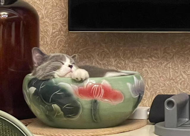 女儿吐槽妈妈太惯猫了，点开前：能惯成啥样，点开后：这不合适吧
