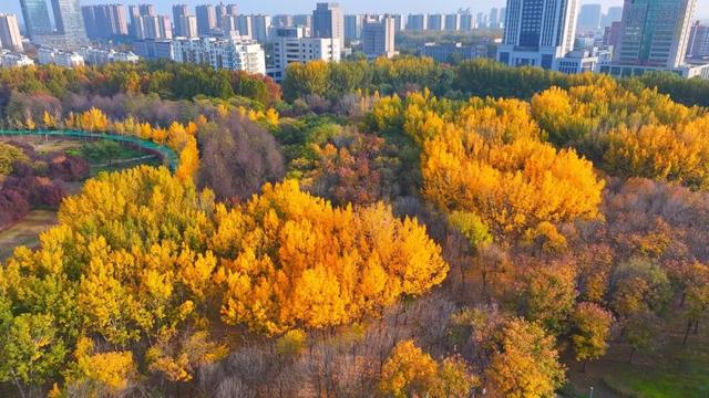 广饶初冬的仪式感来了！