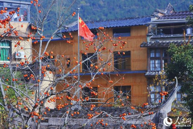 冬日里的宁德古村：红柿映古厝
