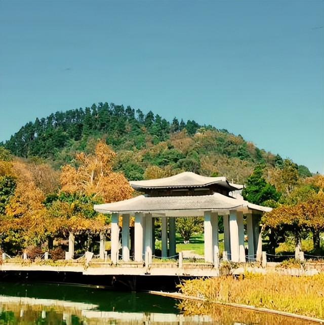 落叶铺就黄金路，初冬赴一场梧桐之约！