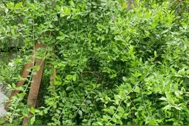 我用新鲜的散沫花叶染白发已经2年，有3个重要发现图片