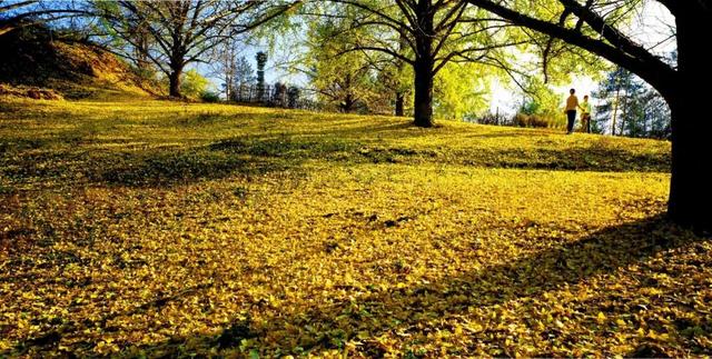 百万株银杏染黄海洋乡，这份秋冬美景请查收