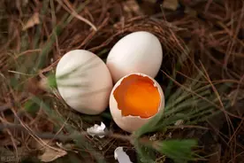 鸡吃鸡蛋的真相与紧急止损方案图片