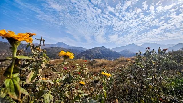 西安:秦岭脚下荞麦香 峪口村畔好风光