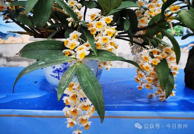 3条精品线路带你玩转崇州“六养十二境”！