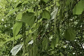 郑州植物园的梓树结“豆角”了图片