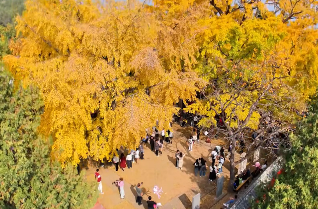 山东低调的4A景区，有棵4000年银杏树，被誉为“天下银杏第一树”